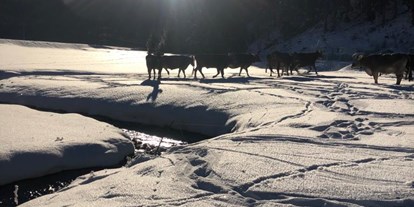 Hotels an der Piste - Hotel-Schwerpunkt: Skifahren & Familie - Nauders - Auch unsere Kühe genießen die Wintersonne! - Valrunzhof direkt am Seilbahncenter 