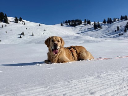 Hotels an der Piste - Hunde: erlaubt - Skigebiet Faschina - Natur.Genuss.Hotel Sonnasita